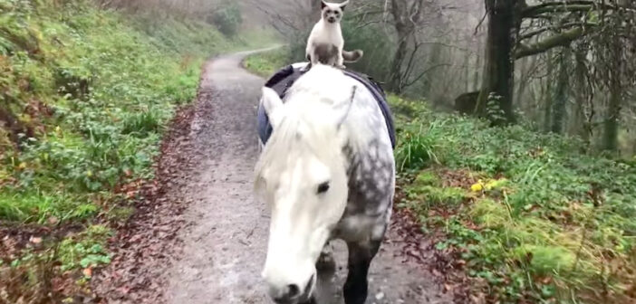 仲良しな馬と猫