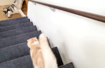 階段を駈け降りる猫