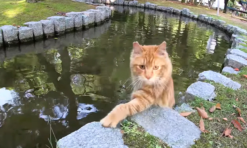 川に落ちた猫