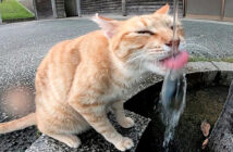 水をペロペロする猫