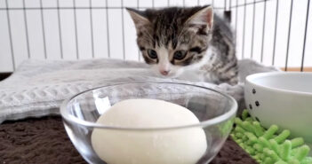 お餅が気になる子猫