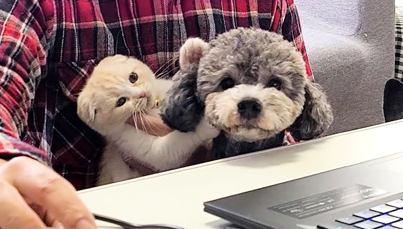 オンライン会議中に参加してきた犬と子猫