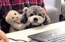オンライン会議に参加してきた犬と子猫