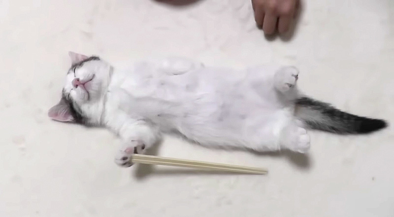 割り箸を持つ子猫