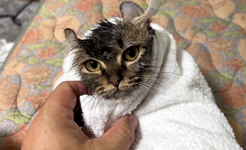身体を洗われた子猫