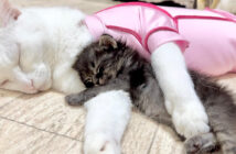 先住猫の腕枕で眠る子猫