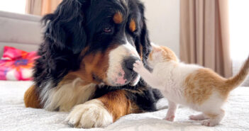 大きな犬と出会った子猫