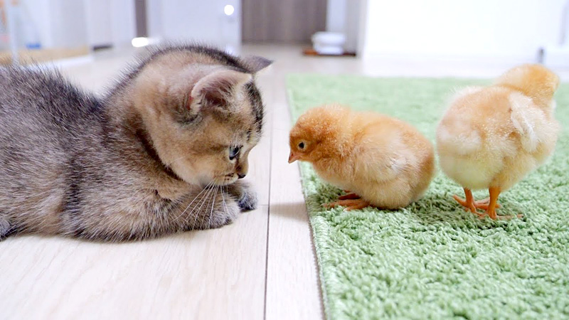 初対面のヒヨコと子猫