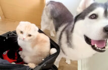 地震で避難する犬と猫