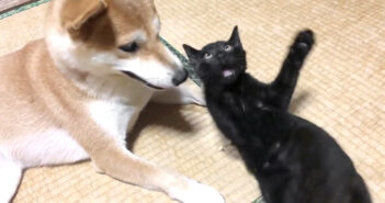 子猫の狩りの練習に付き合わされる柴犬