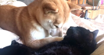 猫の耳舐めを禁止されて拗ねる柴犬