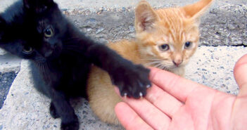 コンクリートの隙間に住んでいる子猫達