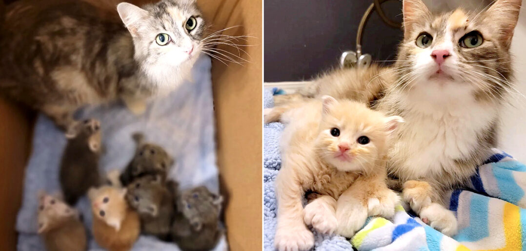 母猫と6匹の子猫達を助けるために駆けつけた人達。親子全員が少し変わった姿をしていて思わずビックリ (*゚0゚)! | エウレカ!