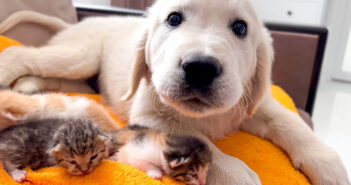 子猫達と子犬