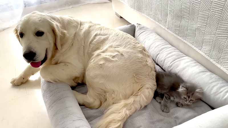 子猫と一緒にベッドを使う犬