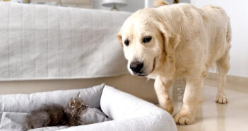 子猫にベッドを取られた犬