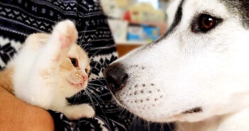 ハスキー犬と子猫