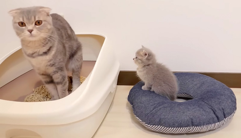 母猫からトイレを学ぶ子猫