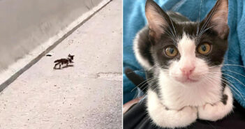 高速道路の猫