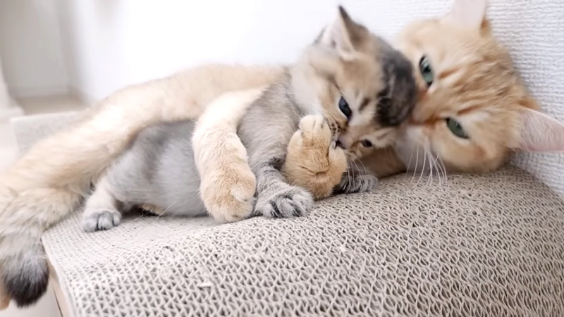 母猫を噛む子猫