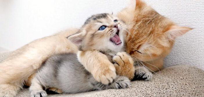 子猫を噛む母猫