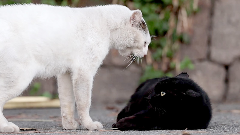 喧嘩する猫達