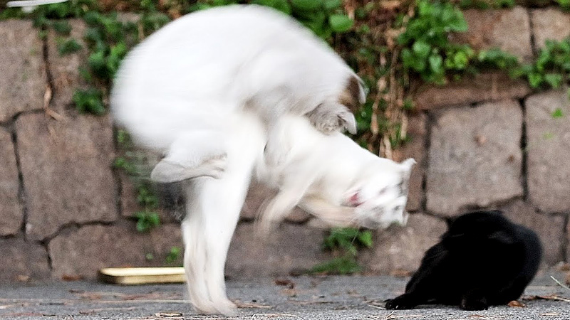 飛びかかるボス猫