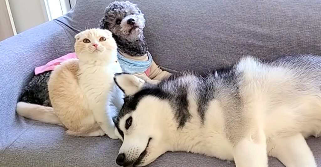 子猫とハスキー犬達のお留守番を隠し撮りしてみたら… 寂し過ぎて号泣