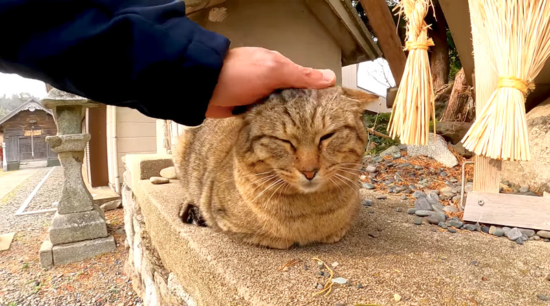 撫でられる猫