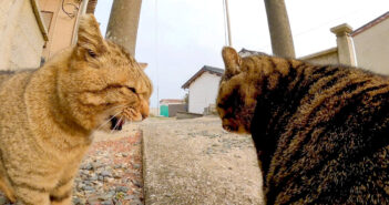 ケンカする猫