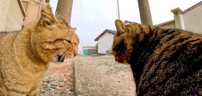 ケンカする猫