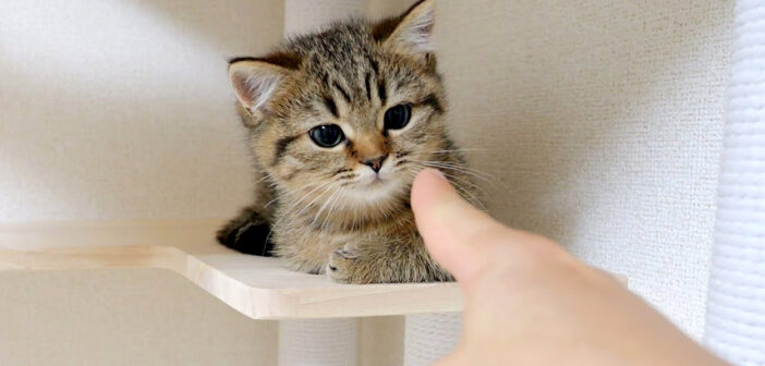 子猫に指を近づける