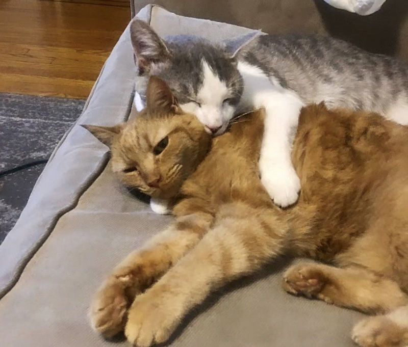 先住猫を抱きしめる保護猫