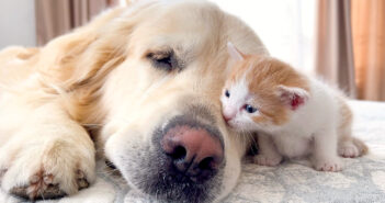 友達になった犬と子猫