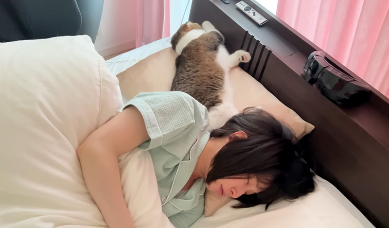 枕を奪う猫