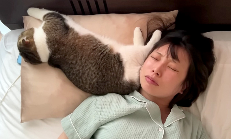 枕を奪う猫