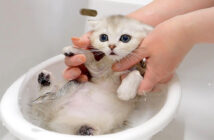 お風呂に入る子猫