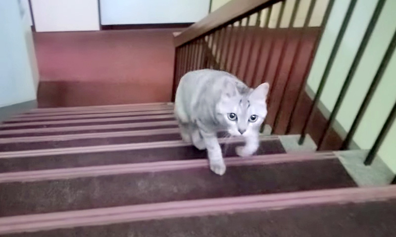 階段を駆け上がってくる猫