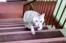 階段を駆け上がってくる猫