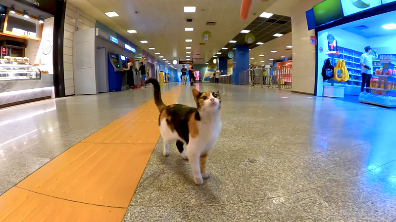 地下鉄の駅の構内を歩く猫