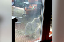 窓の外の猫