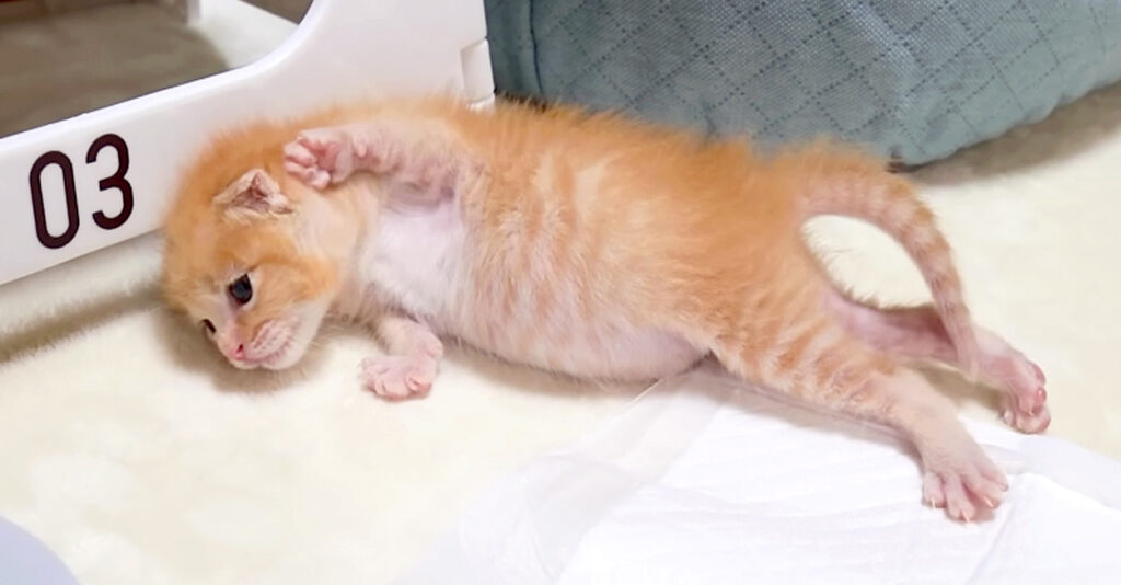 猫の日向ぼっこ 猫の兄弟姉妹 水彩画です。6号(400×305、単位