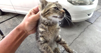 車屋さんで保護された子猫