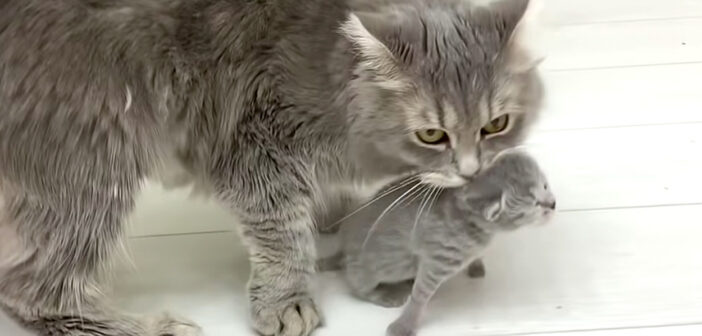 子猫を運ぶ母猫
