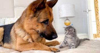 シェパードと初めて会った子猫