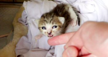 飼い主さんの存在に気づいた子猫