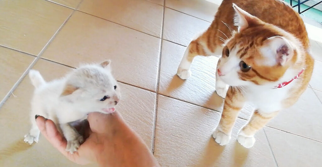 屋根裏で助けを求めて必死に鳴いていた子猫。悪戦苦闘の末に助け出すと、少し安心したようで愛らしい姿を見せてくれた | エウレカ！