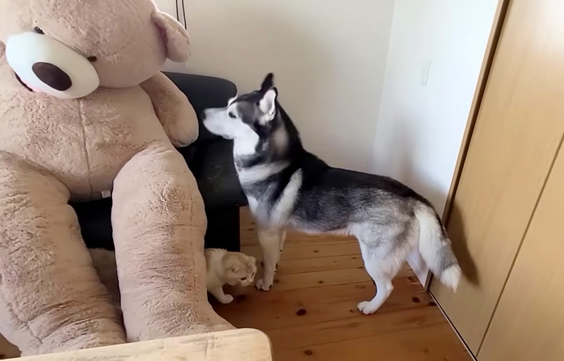 猫にぬいぐるみを見せるハスキー犬