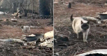 山火事を生き延びた猫