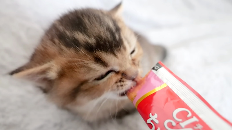 ちゅ〜るを食べる子猫